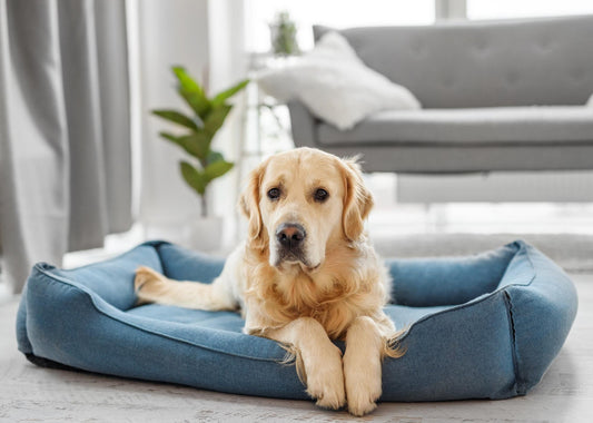 How to Pick the Perfect Bed for Your Pet