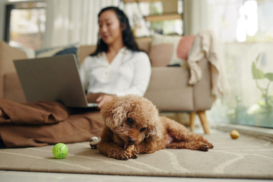 How to Choose the Right Toy for Your Pet