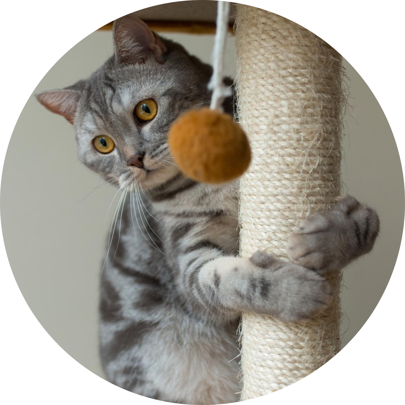 Pet Toys